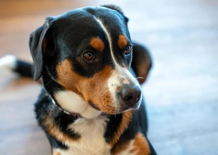 Boutiquehotel Zomm In Seefeld 3* Seefeld in Tirol